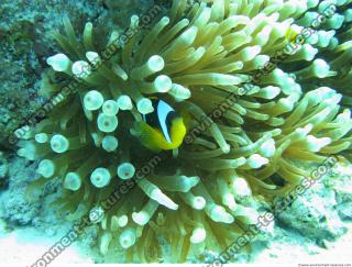 Clown anemonefish Amphiprion ocellaris 2